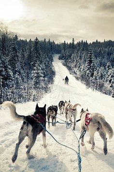 Phần này có thể chứa: a group of dogs pulling a sled down a snow covered road with trees in the background