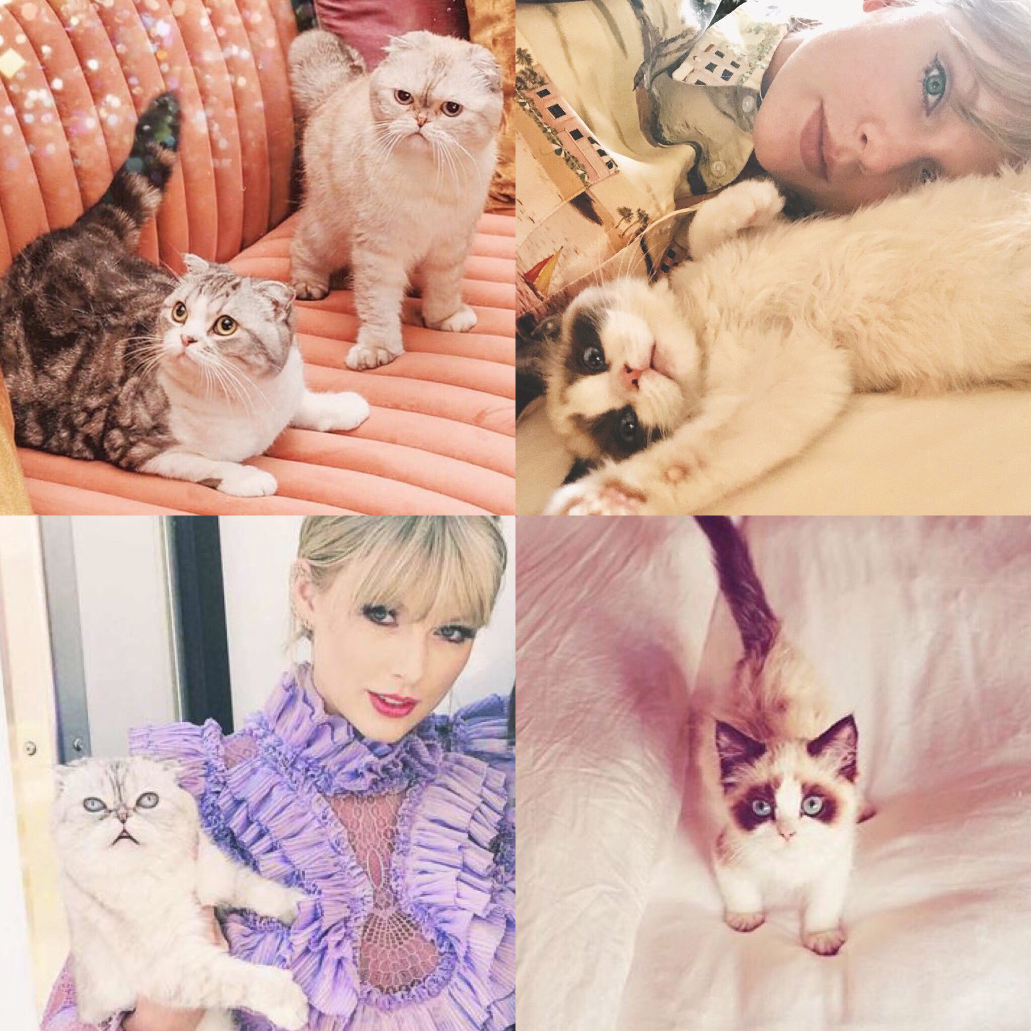 TAYLOR SWIFT CATS DAYS - Cats Photo (42949062) - Fanpop